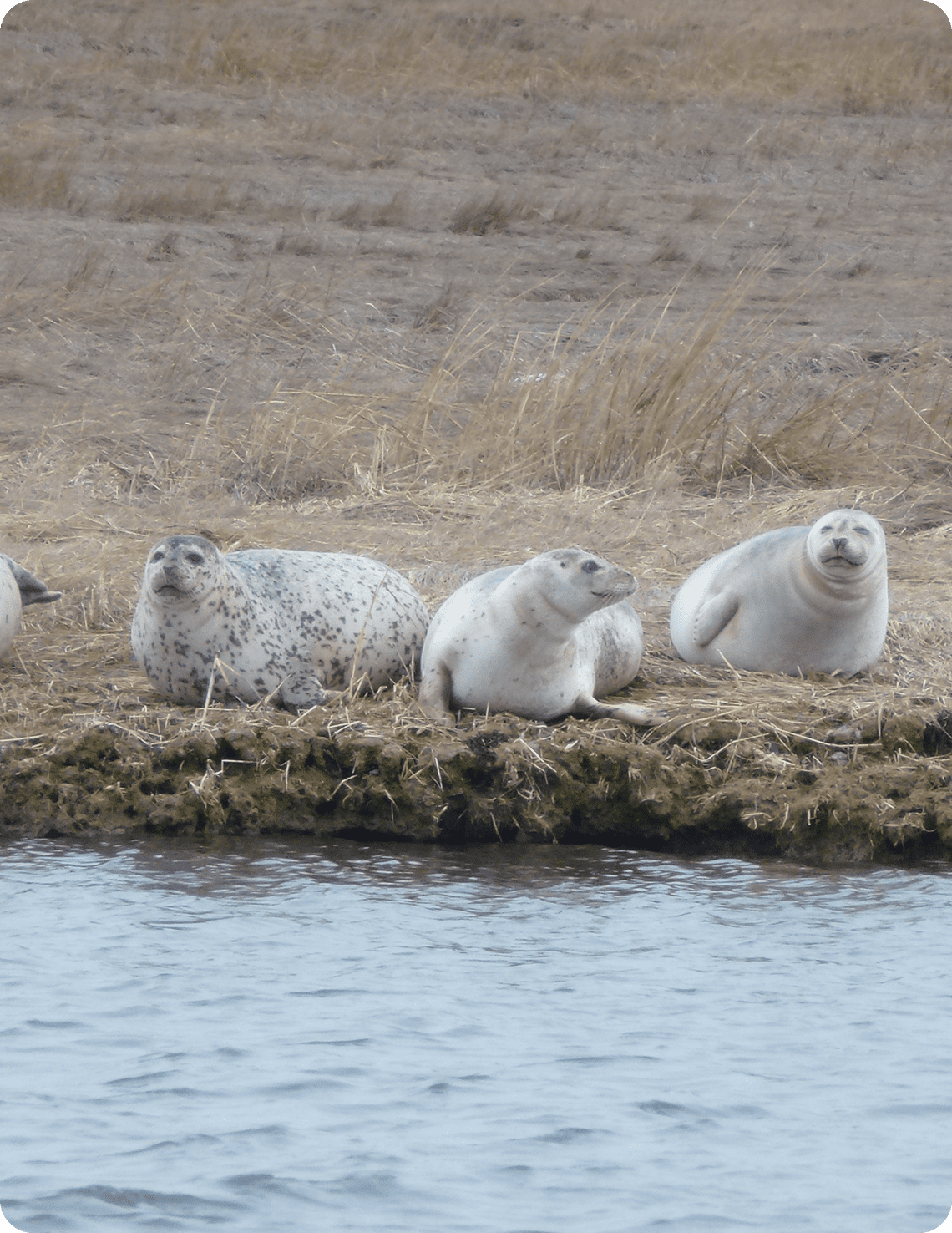 Group of seals on land edge