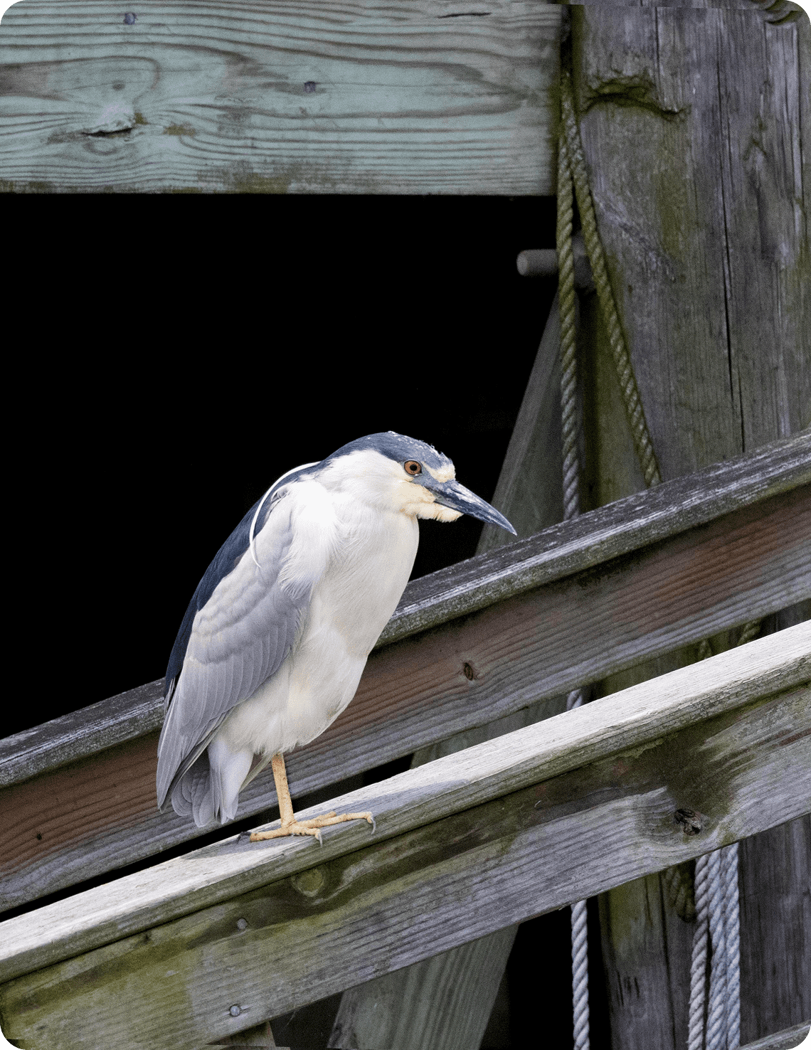 Heron observing from wooden railing