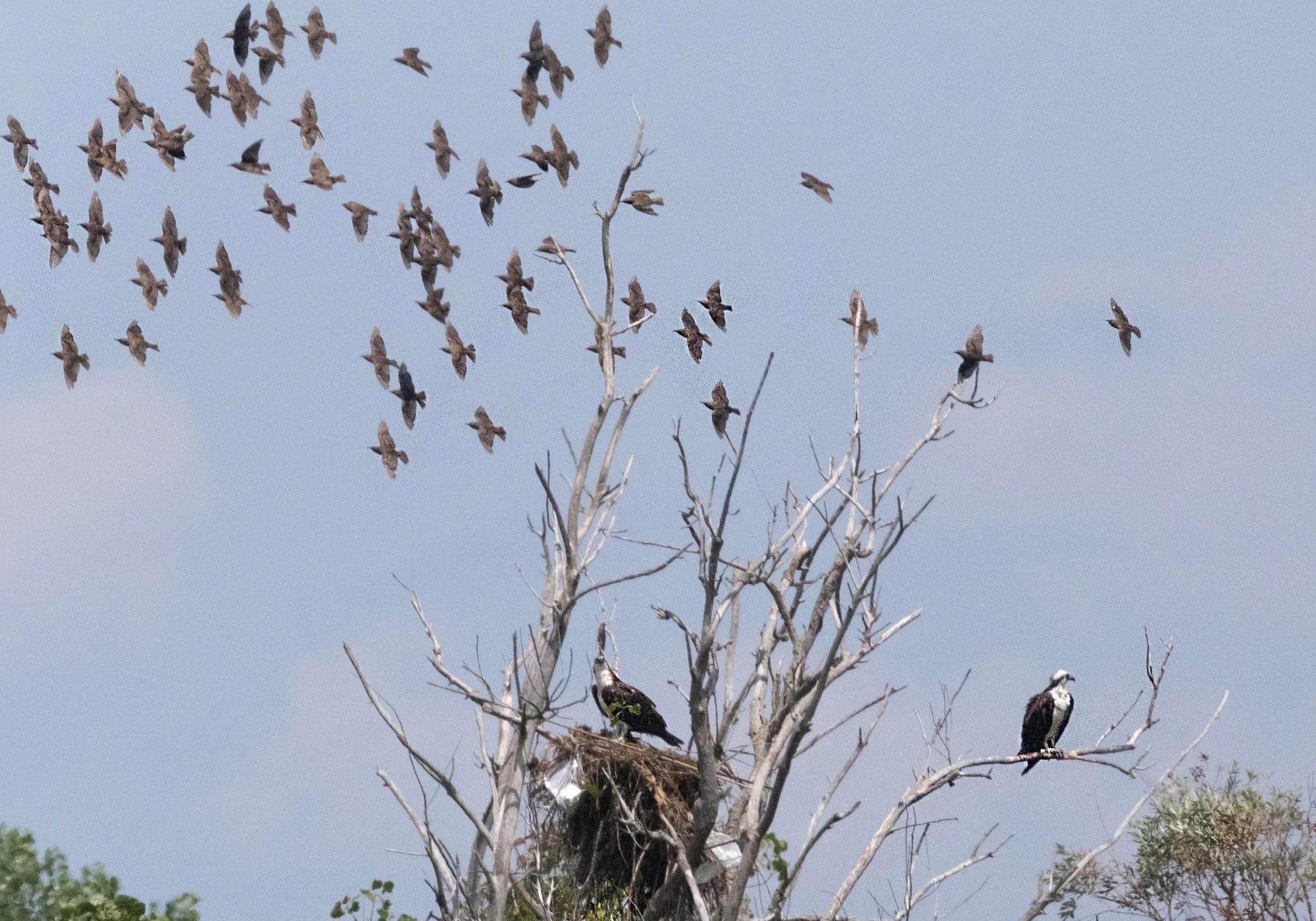 Birds perched on tree, others flying
