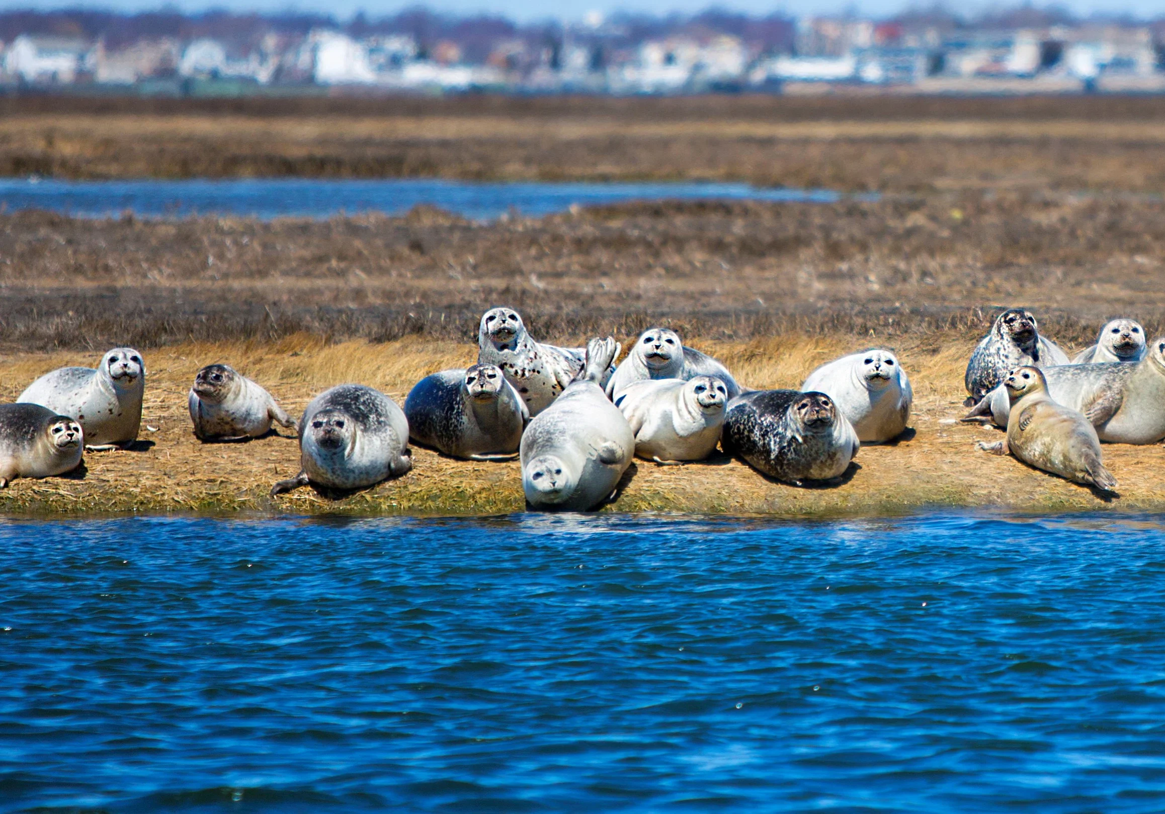 Seals basking in the sun