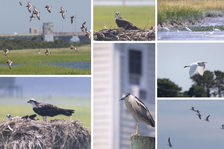 a flock of seagulls standing on grass